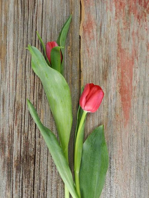 RED TULIPS